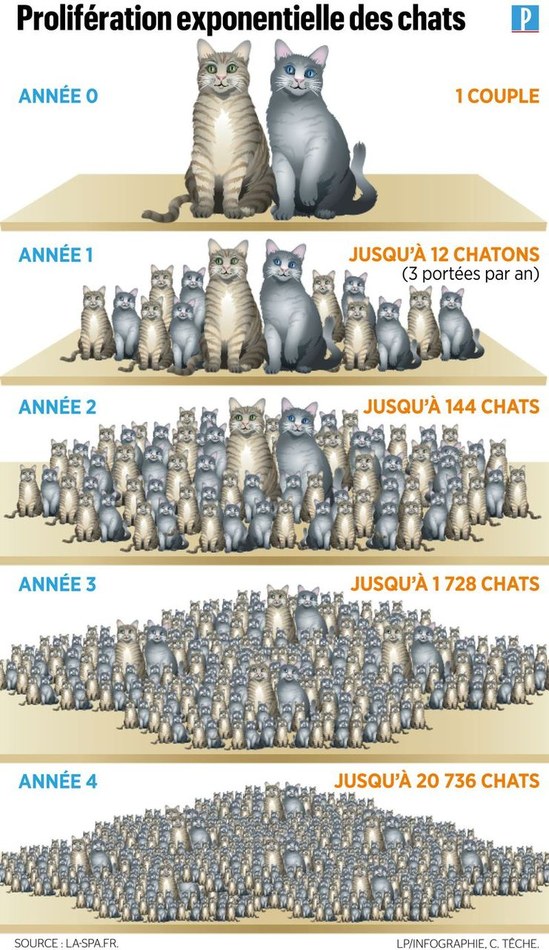 chats errants