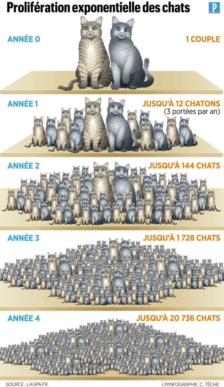 chats errants